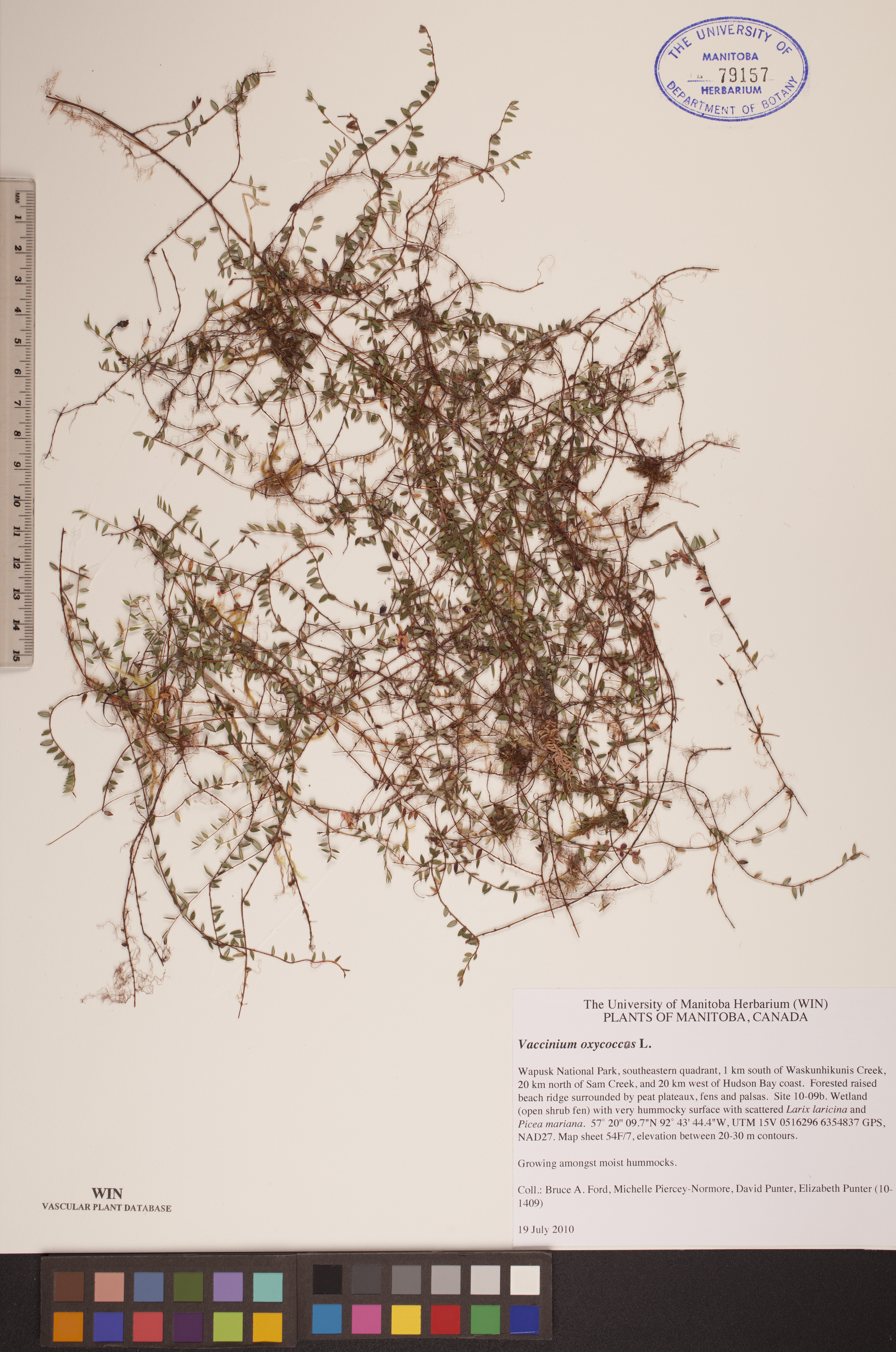 Vaccinium oxycoccos image